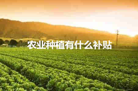 農(nóng)業(yè)種植有什么補貼 農(nóng)業(yè)種植補貼都有哪些