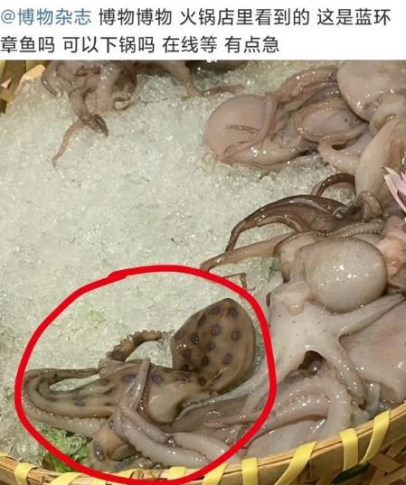 網友稱吃火鍋遇劇毒藍環章魚，其毒性強被咬一口即可致命