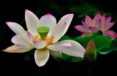 荷花什么季節(jié)開的 荷花具體是什么季節(jié)開的