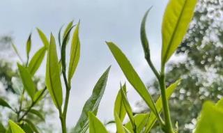 形容春茶的句子,描寫(xiě)春茶的優(yōu)美短句