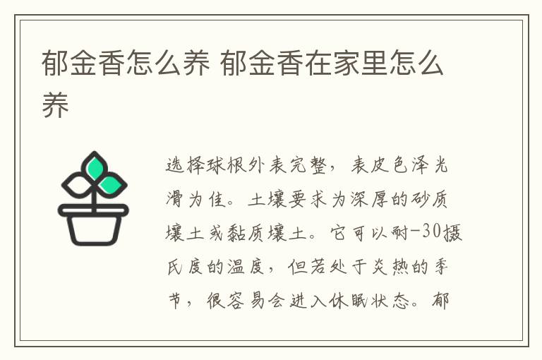 郁金香怎么養 郁金香水培好還是土培好