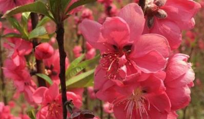 林芝市花是什么 林芝市的市花是什么花