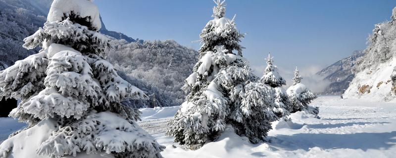 雪松是灌木嗎