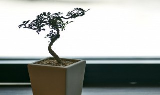 盆景養(yǎng)殖的注意事項(xiàng) 盆景養(yǎng)護(hù)技術(shù)要點(diǎn)