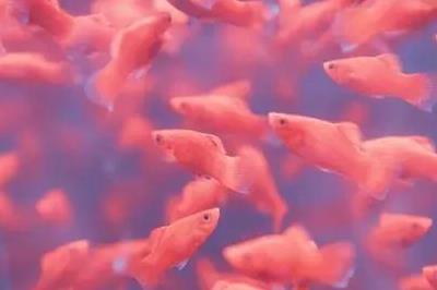 夢(mèng)見(jiàn)雨后到處好多魚(yú) 是什么意思