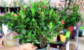 虎刺梅花的養(yǎng)殖方法 虎刺梅花按如下方法養(yǎng)殖