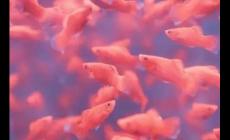 夢(mèng)見雨后到處好多魚 是什么意思