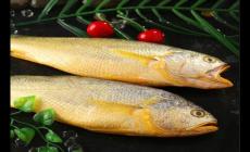 黃魚和黃花魚的區(qū)別 他們一樣的嗎？