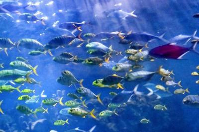 武漢極地海洋世界門票多錢？