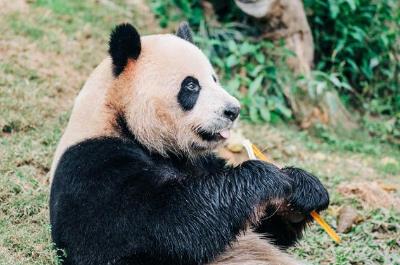 丫丫是什么動物，丫丫是什么動物呢?
