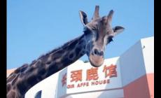 武漢動(dòng)物園要門票嗎?武漢動(dòng)物園門票多錢?