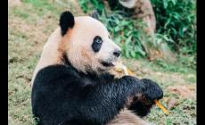 丫丫是什么動物，丫丫是什么動物呢?