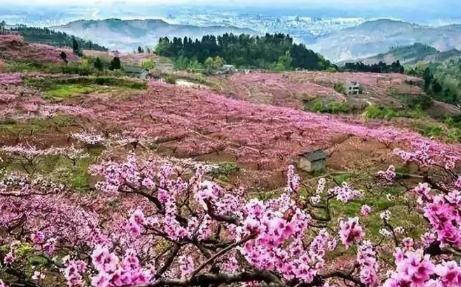 2024成都青白江龍門桃花季活動最新消息（時間、地點、活動內容）