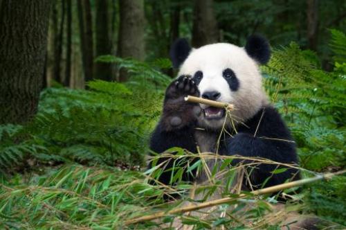 熊貓生態公園在哪里 成都大熊貓博物館介紹攻略