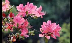 描寫(xiě)杜鵑花的優(yōu)美句子 形容杜鵑花的唯美句子