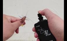 蟑螂怕香水味嗎?蟑螂怕香水嘛?蟑螂怕什么