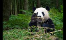 熊貓生態(tài)公園在哪里 成都大熊貓博物館介紹攻略