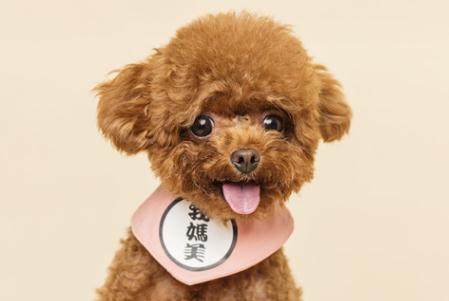 關于狗字開頭的成語大全及解釋