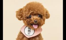 第一個字是狗的四字成語盤點(狗開頭成語大全100個)