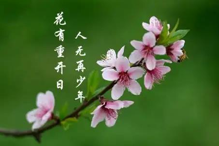 花下少年應(yīng)笑我是什么意思？其下一句是什么