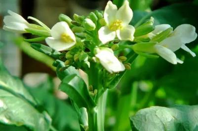 芥蘭菜開花了還能吃嗎?芥蘭開白花能吃嗎?