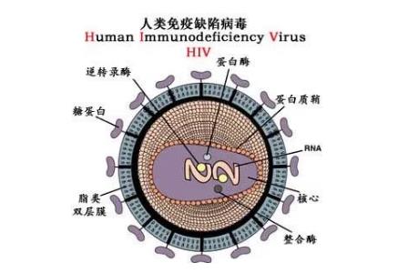 <a href=/yangsheng/ffeac6755ea02647e9a3b6a4036a50e1.html target=_blank class=infotextkey>艾滋病</a>的英文簡稱是aids那么<a href=/yangsheng/be0bf77f5ba2bce4f3ee84299f39c2d9.html target=_blank class=infotextkey><a href=/yangsheng/be0bf77f5ba2bce4f3ee84299f39c2d9.html target=_blank class=infotextkey>hiv</a></a>是什么 - www.453zh.com
