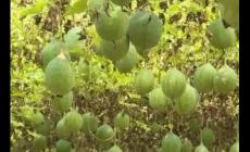 瓜蔞種1畝需要多少錢？種植該中藥材回報潛力如何？