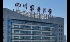 四川農(nóng)業(yè)大學(xué)是985大學(xué)還是211大學(xué)