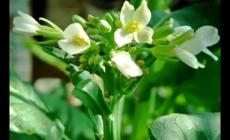 芥藍(lán)的花能不能吃?芥藍(lán)的花可以吃嗎?