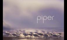 piper動(dòng)畫短片觀后感850字英文