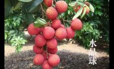 廣州有哪些特色水果特產(chǎn)?介紹一下吧