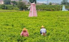元江茉莉花茶的創(chuàng)始人背景是誰