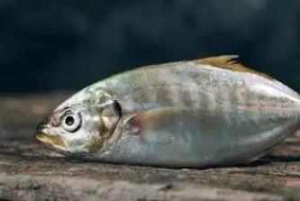 痛風最怕三種魚是哪三種魚？