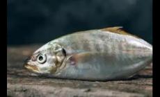 痛風最怕三種魚是哪三種魚？
