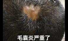 頭皮毛囊炎掛哪個(gè)科室的號(hào) 頭皮毛囊炎掛什么科室的號(hào)好
