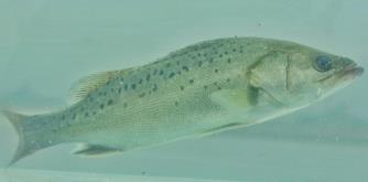 白蕉鎮(zhèn)的海鱸魚(yú)多少錢(qián)一斤 白蕉海鱸魚(yú)多少錢(qián)一斤啊