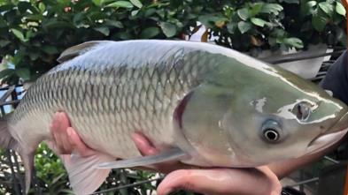 脆皖魚是草魚嗎？草魚是怎么變成脆皖魚的？