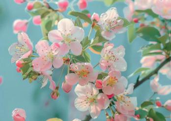 <a href=//www.453zh.com/shenghuo/834fb6596a0944fb628ebd88605c6fa8.html target=_blank class=infotextkey>海棠花</a>期多長時間 - <a href=//www.453zh.com/shenghuo/834fb6596a0944fb628ebd88605c6fa8.html target=_blank class=infotextkey>海棠花</a>(薔薇科蘋果屬植物)