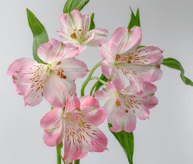 六色花又叫什么花 六個瓣的花是什么花