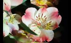 六色花是什么花 六色花是真的嗎