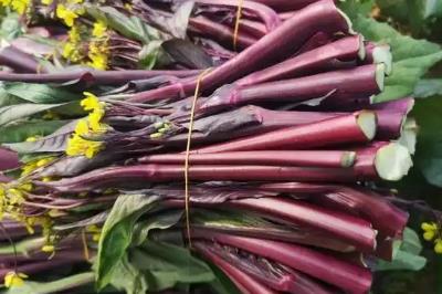 武漢洪山菜薹多少錢一斤 武漢洪山菜薹多少錢一斤啊