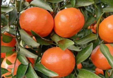 萬州紅桔是哪里的特產 萬州紅桔是哪里的特產水果