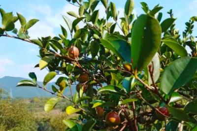 茶樹苗幾年可以采摘果實(shí) 茶樹苗幾年可以采摘果實(shí)嗎