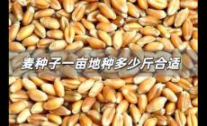 麥種子一畝地種多少斤合適 小麥種子一畝地種多少斤合適